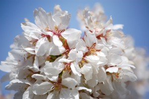 Flower Mix 09